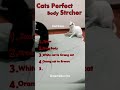 Cat wrestling Edits #funnycontent   #shortsfeed #shorts #talkingcat