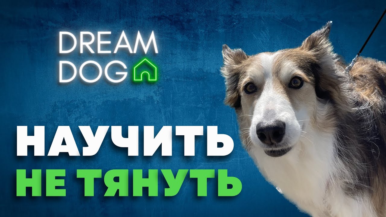 Как отучить собаку тянуть поводок 🐶 Пошаговая методика