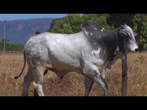 LOTE 46 | 41º MEGA LEILÃO ANUAL CARPA - TOUROS