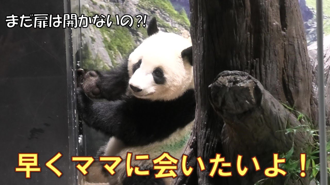 2/17シャオシャオ朝寝坊の大遅刻でママの居る部屋に入れず💦扉が開くのをソワソワ待ってるgiantpanda @tokyo 上野動物園