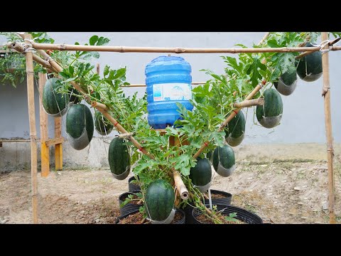 Watermelon is big, sweet and succulent if you grow it this way