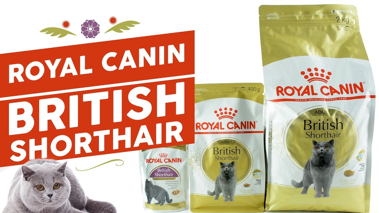 Сухой корм и консервы для Британских кошек и котят Royal Canin British Shorthair Adult & Kitten