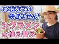 【知らないと損します】&rdquo;秋にやるべき&rdquo;シクラメンの植え替え方法をプロが徹底解説します!【初心者向け】【ガーデニング】【園芸チャンネル】