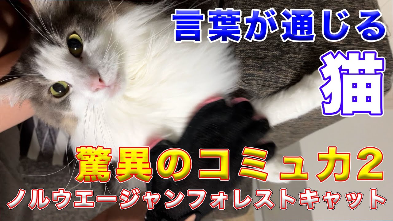 【ノルウェージャンフォレストキャット】驚異のコミュ力第二弾！！ほぼ言葉が通じる猫！圧倒的ヒアリング力！