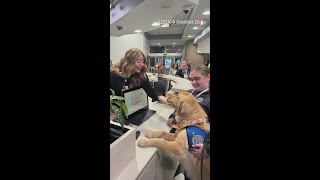 Golden Retrievers provide comfort to a grieving Louisville