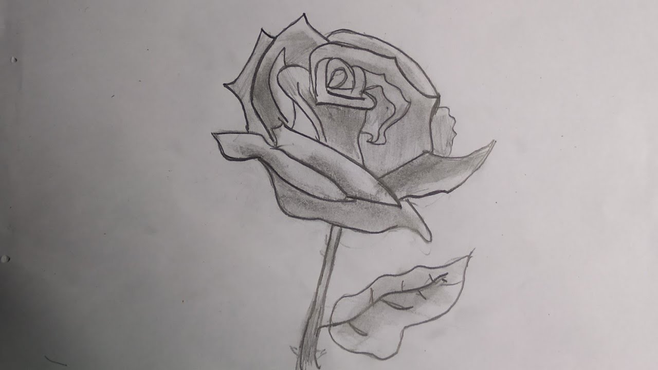 How to draw a flower (rose)🌹|for beginners | Let's ART. - YouTube