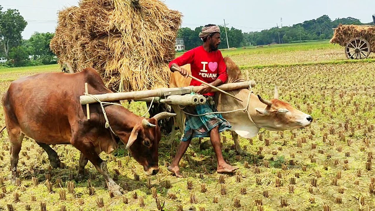 Bullock Cart heavy load mud ride in stuck // Bullock Cart Videos