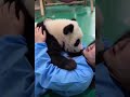 この愛らしいパンダになって、あなたの温かい胸に飛び込みたい🥰
