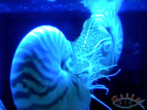 Gills Etc  Chambered Nautilus