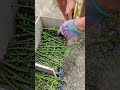 Shearing of the thorn strips