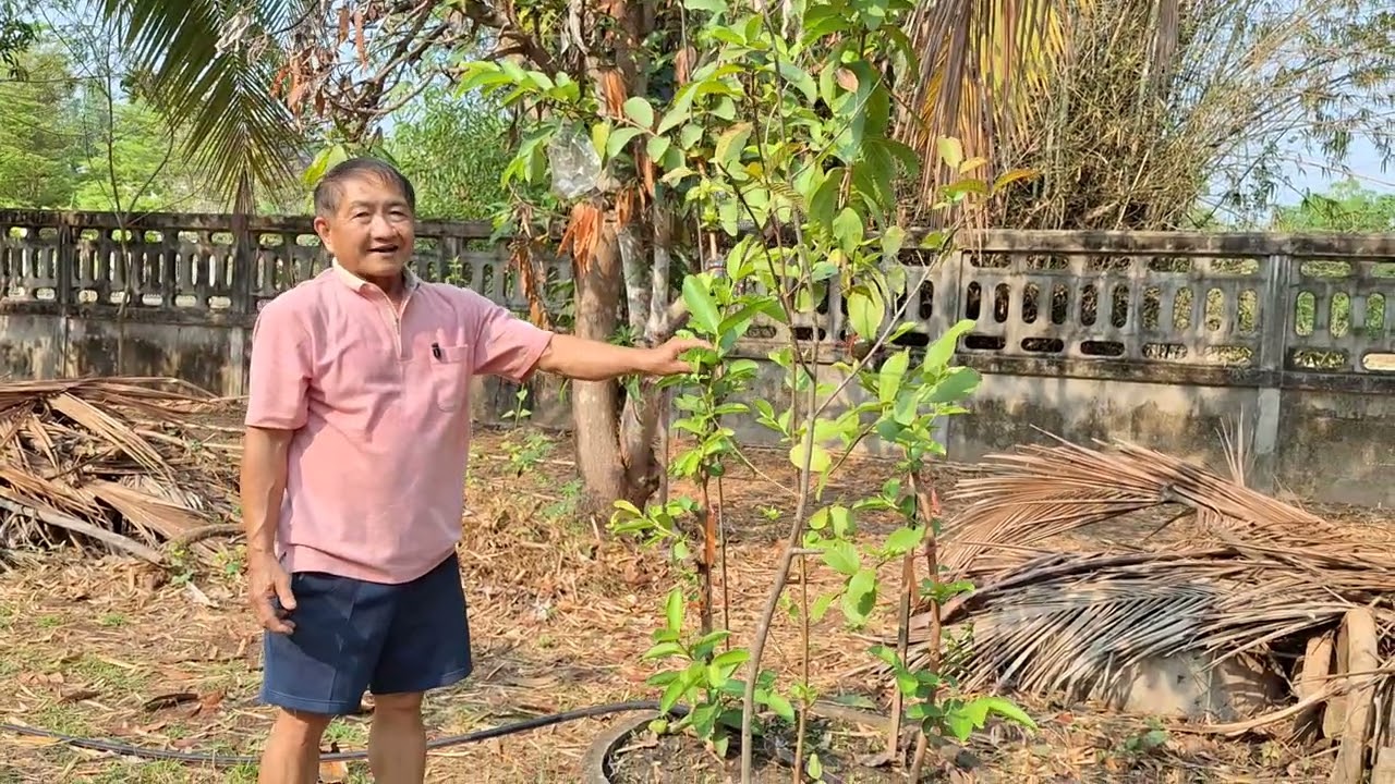 ฝรั่งพันธุ์แตงโม #ฝรั่ง  #ฝรั่งผลแดง 