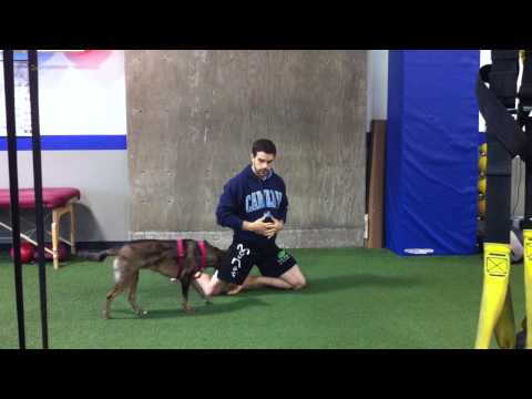 Movement Flow Sequence #1