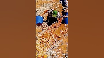 cool process of farmers harvesting onions #shorts
