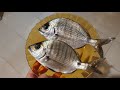 Petite Partie de Pêche Nocturne et Doublé de Sar -  خرجة صيد ليلية خفيفة و دوبلي صار
