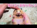 ハムスターは、撫でられると愛情を感じとってくれる動物です♪