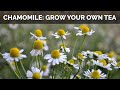 How to Grow Chamomile From Seed (And Make Your Own Tea)