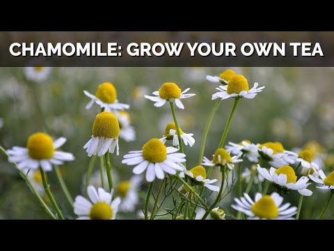 Video: Chamomile Flower Bed