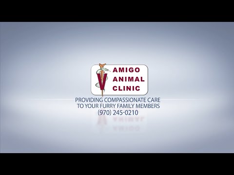 New Treatment Spaces at Amigo Animal Clinic | More Help for Your Pets