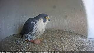 Frida the Peregrine Falcon Lays Fourth Egg / Union County Falcon Cam Highlight by Conserve Wildlife Foundation of NJ 1,022 views 1 month ago 1 minute, 1 second