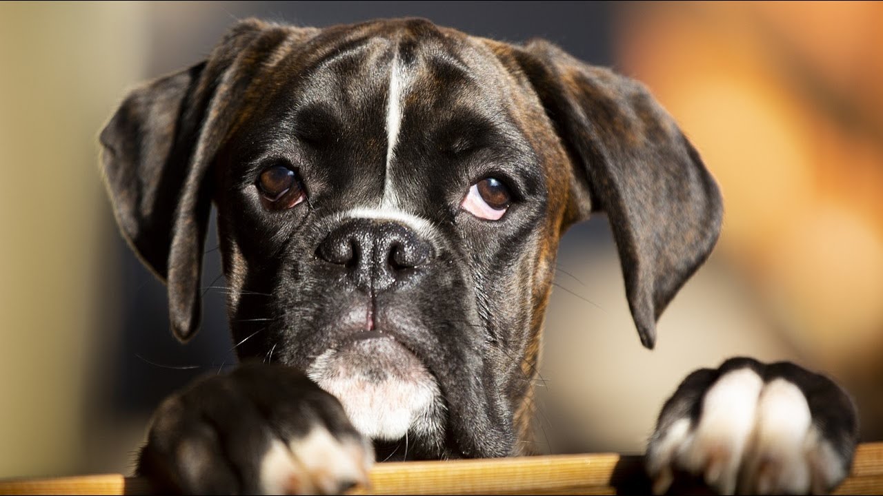 The 100 Best Boxer Dog Names and Their Meanings🐾🐾🐾 YouTube