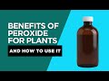 Why Your Plants Need Hydrogen Peroxide RIGHT NOW!