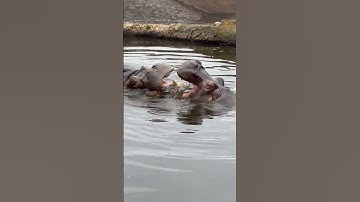 What If Humans Evolved from Aquatic Apes? #facts #whatif #science  #brainfood #Shorts