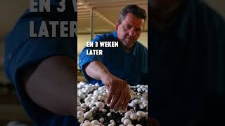 Wist Je Dat Champignons Altijd Gekweekt Worden In Een Herfstige Setting?