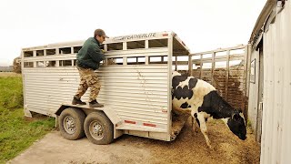 Pretty Girl Chainsaw, Cow Cleaning, Pig Feeding, Farming, Hay Transportation, Tractor Volvo #Cows