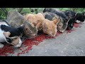 Cats eat red food store