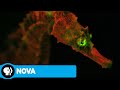 Radiant Ocean Creatures and Their Mysteries