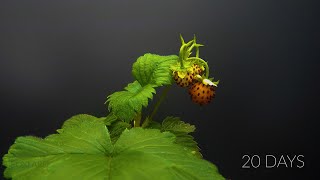 Wild Strawberry Time Lapse - From Flower to Berries (fail)