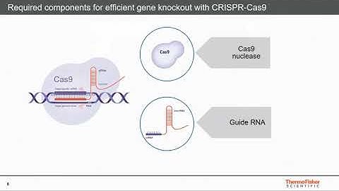 Tools and methods for CRISPR-Cas9 screening for functional genomics and drug discovery