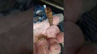 #ocean #playa #animals #sirenas