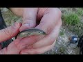 Eslizón tridáctilo (Chalcides striatus). Una serpiente con patas. GONZALO.