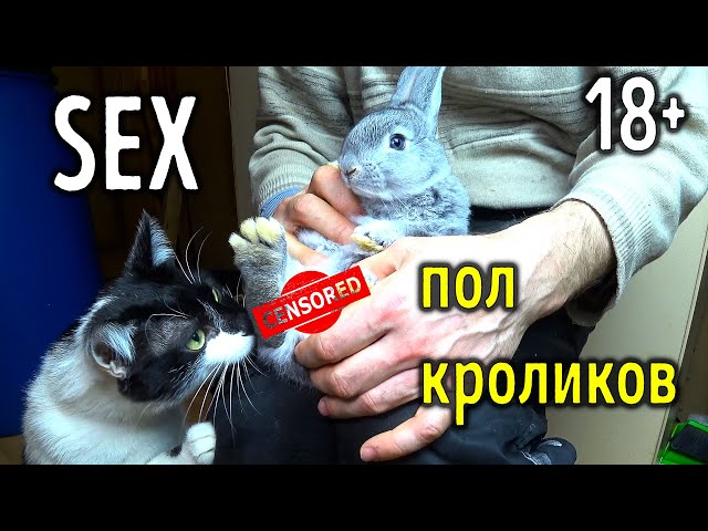 Уши кролика купить со скидкой в секс шопе Ролевые костюмы Зайчик - anastade.ru Уши кролика купить со скидкой в секс шопе Ролевые костюмы Зайчик - anastade.ru