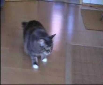 Maine Coon Katze Stoned Drunk Nach Kastration Youtube