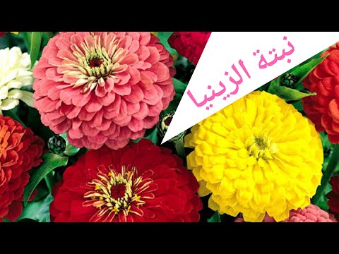 فيديو: رفقاء نبات الزنبق - تعرف على زراعة الرفيق بزهور الزنبق