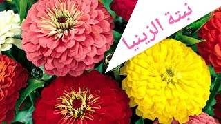 معلومات عن نبتة الزينيا Zinnia elegans