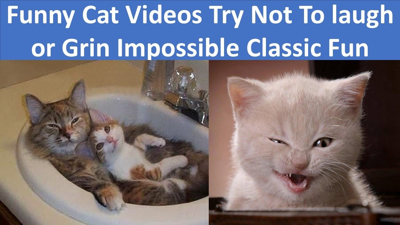 Funny Cat Videos Try Not to Laugh or Grin Impossible Classic Fun 2017