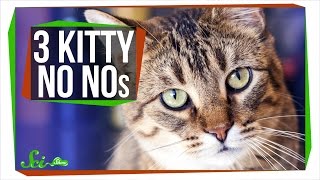 3 Things Your Cat Should Not Be Doing 3 Things Your Cat Should Not Be Doing
