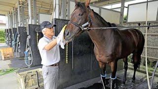 🐎✨ 国枝栄さん、第二の競馬人生！「アパパネ号」で函館へ――71歳の新たな挑戦🇯🇵🔥