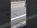 not a Galapagos snake but a road snake indeed