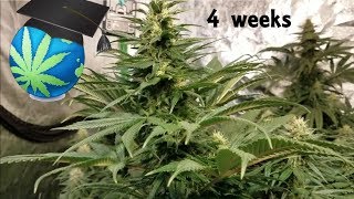 Should A Weak Plant Be Cut Down + Grow Journal Update