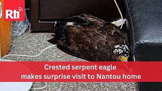 Crested serpent eagle makes surprise visit to Nantou home | Taiwan News | RTI
