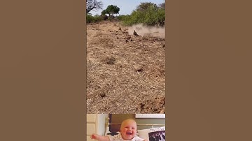 Baboons group surprised attack on Leopard 😱 | #shorts #animals