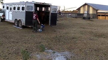 Trailer Loading Young Babies