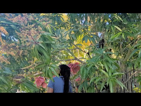 Day 2 - Incredible Tropical Florida Food Forest tour -  1/2 acre zone 10a