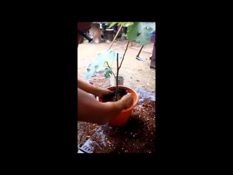 Video memindahkan anak Benih pokok tin ke pasu 