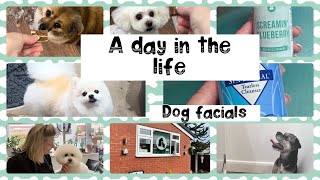 #A day in the life of a pet groomer #dogfacials #newvideo by Wendy The Practical Pet Groomer 73 views 1 month ago 1 hour, 2 minutes