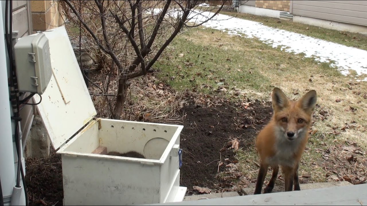 Mother Fox Returns For Her Babies | Never Seen Before Footage!!